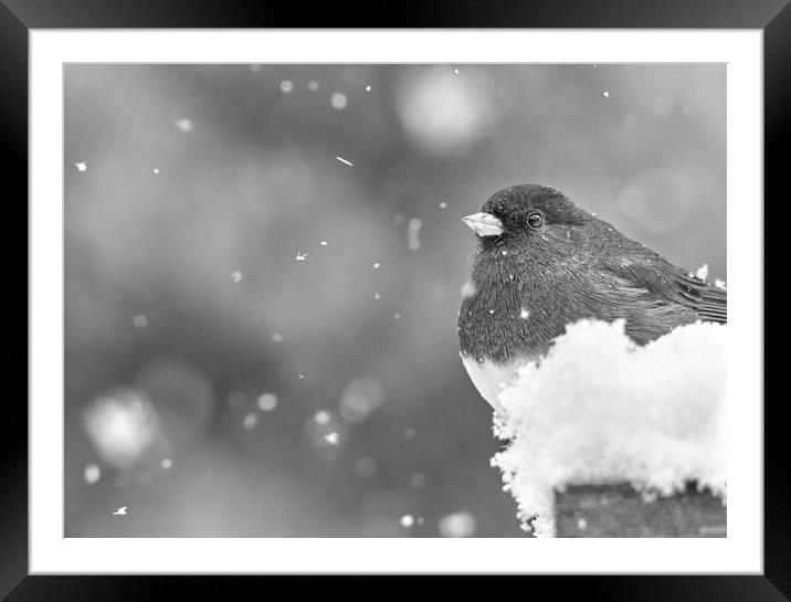 Dark Eyed Junco in a snowstorm Framed Mounted Print by Jim Hughes