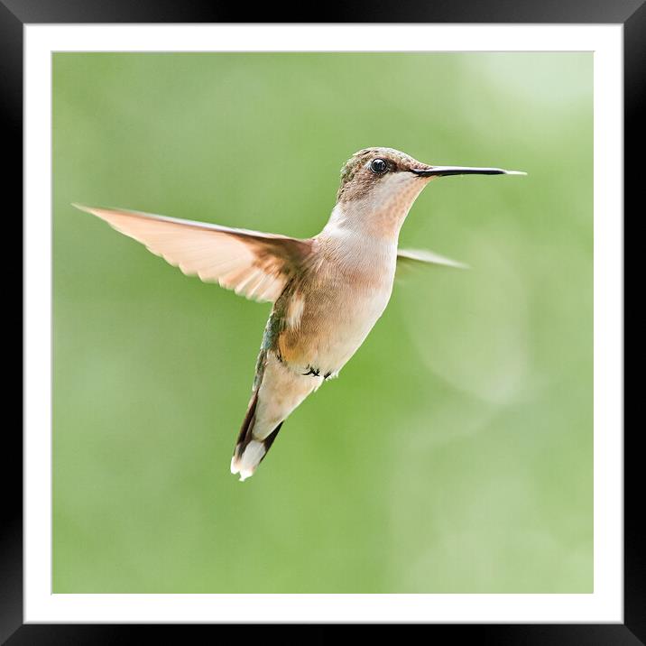 Hummingbird Dancing On Air Framed Mounted Print by Jim Hughes