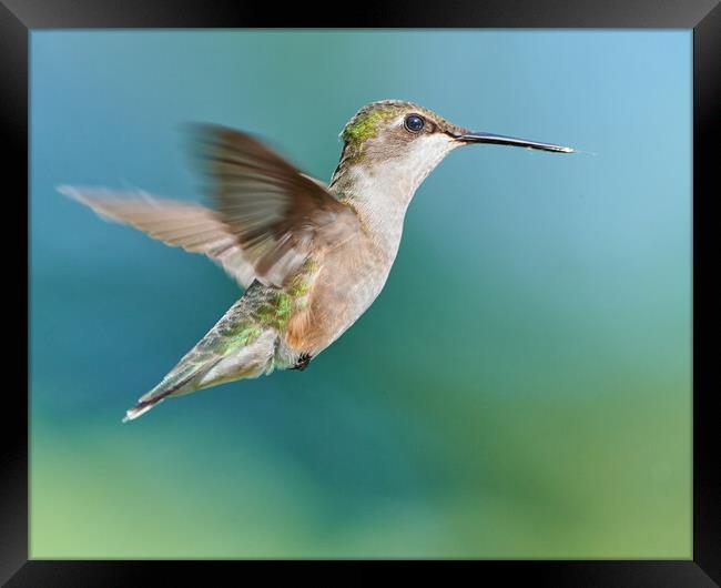 A Hummingbird Suspended in Air Framed Print by Jim Hughes