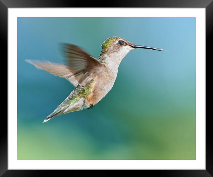 A Hummingbird Suspended in Air Framed Mounted Print by Jim Hughes