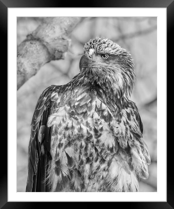 Young Bald Eagle Framed Mounted Print by Jim Hughes