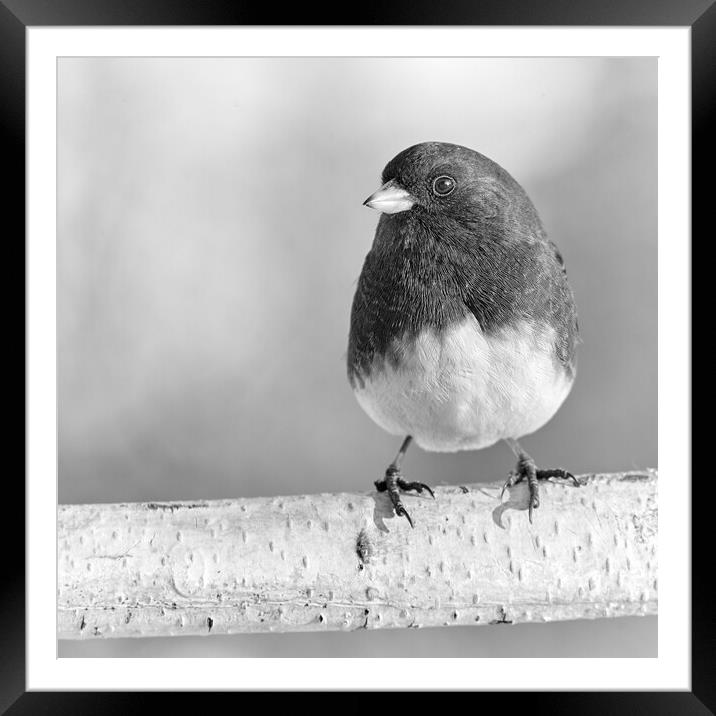 Eye of the Junco Framed Mounted Print by Jim Hughes
