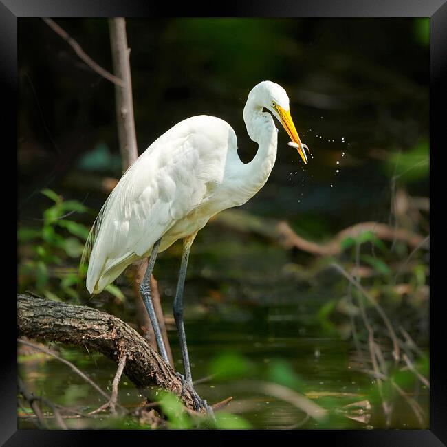 Great White Egret With Fresh Catch Framed Print by Jim Hughes