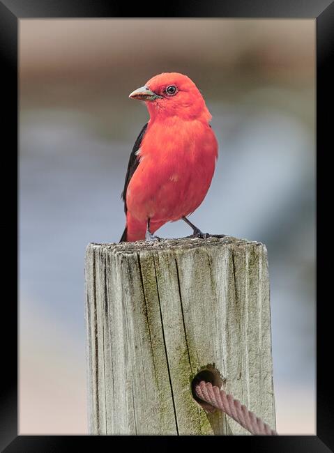Scarlet Tanager On A Dock Framed Print by Jim Hughes