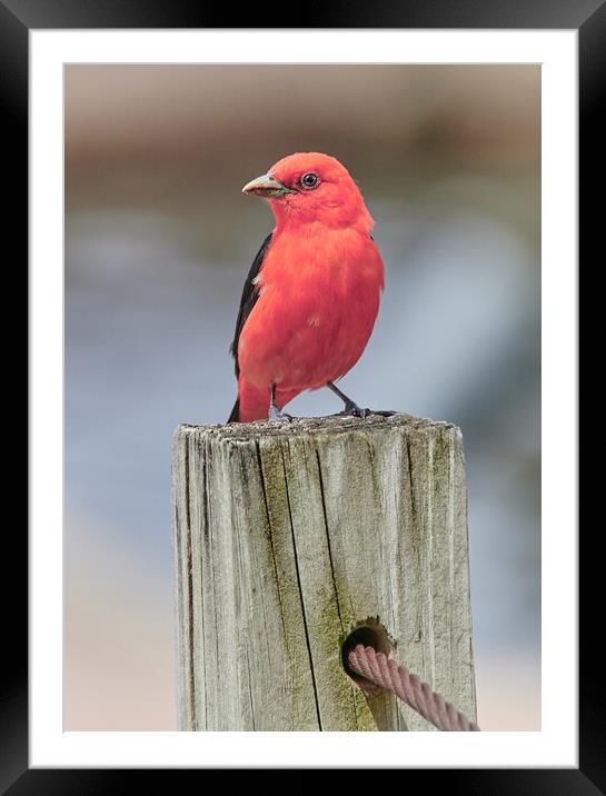 Scarlet Tanager On A Dock Framed Mounted Print by Jim Hughes