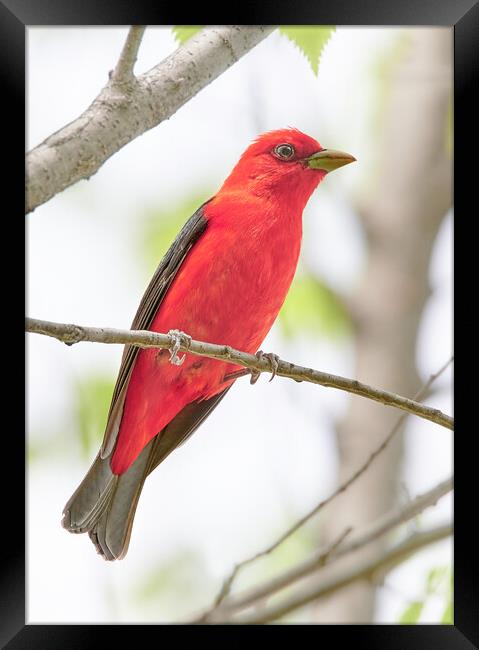 Scarlet Tanager Framed Print by Jim Hughes