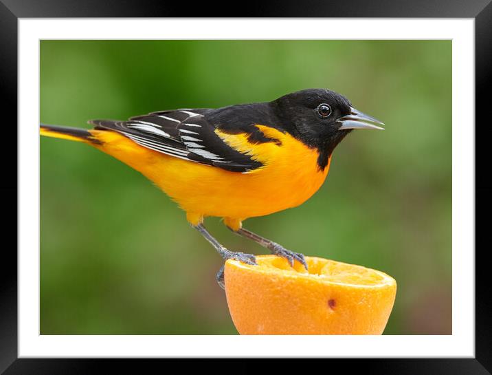 Male Baltimore Oriole perched on an orange Framed Mounted Print by Jim Hughes