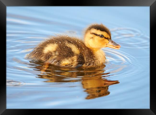 This young Mallard Duck seems to have gotten separated from his parents.  Don't worry, they're not far. Framed Print by Jim Hughes