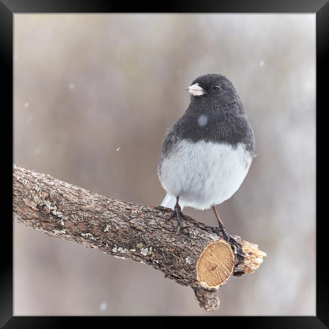 A Dark Eyed Junco on a cold winter day Framed Print by Jim Hughes