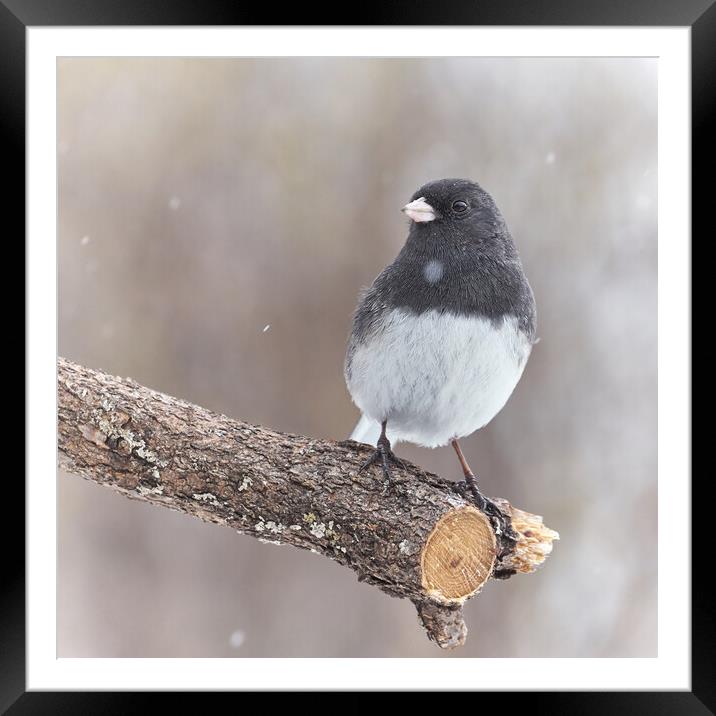 A Dark Eyed Junco on a cold winter day Framed Mounted Print by Jim Hughes