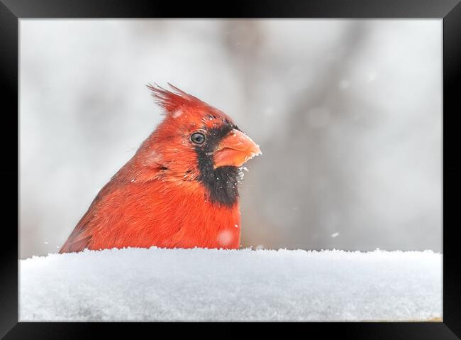 Male  Cardinal in a January snow storm Framed Print by Jim Hughes