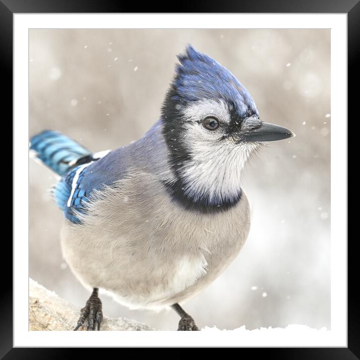Blue Jay In A Snow Storm Framed Mounted Print by Jim Hughes