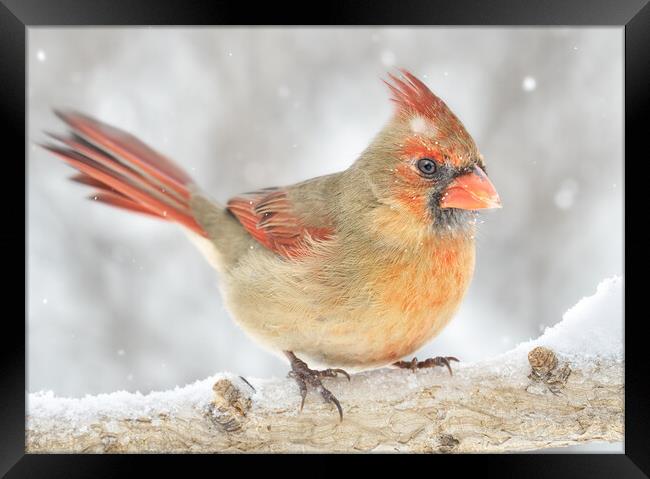 Female Cardinal rides out a snowstorm Framed Print by Jim Hughes