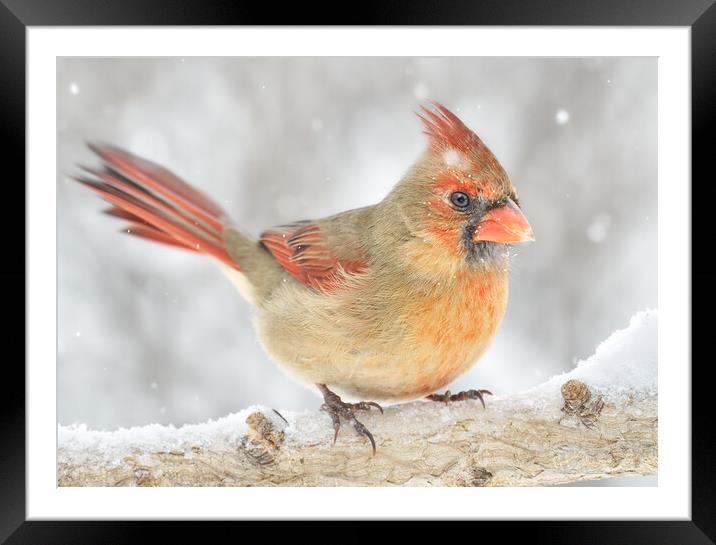 Female Cardinal rides out a snowstorm Framed Mounted Print by Jim Hughes