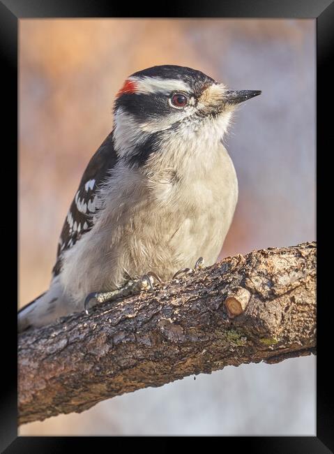 A Downy Woodpecker calmly regards his world on a cold day in Minnesota Framed Print by Jim Hughes