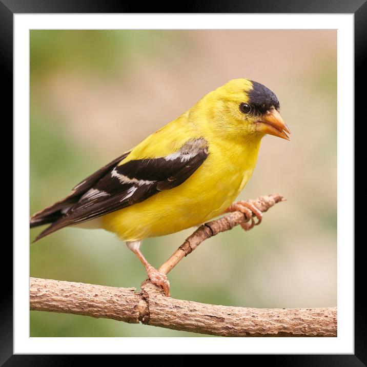 American Goldfinch Framed Mounted Print by Jim Hughes