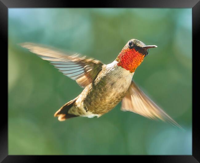 Ruby-Throated Hummingbird Framed Print by Jim Hughes