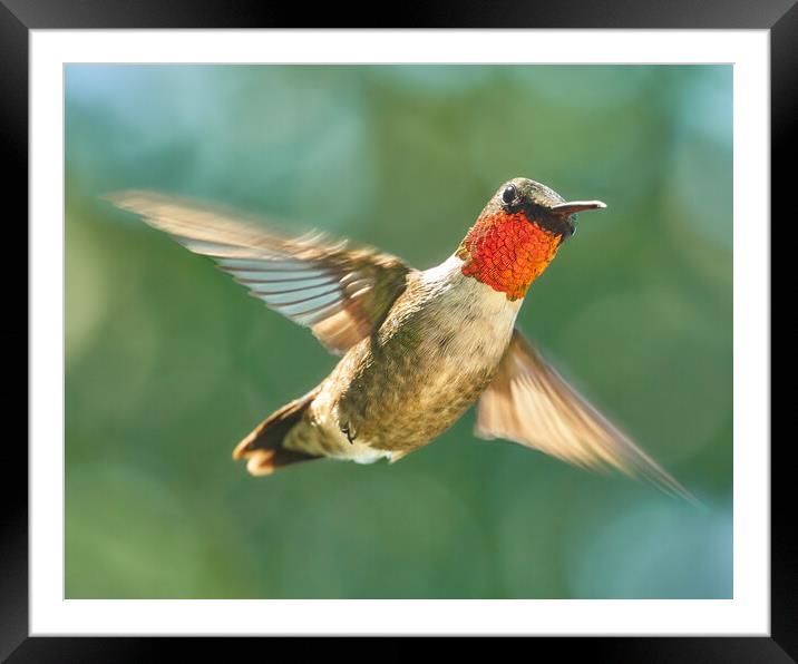 Ruby-Throated Hummingbird Framed Mounted Print by Jim Hughes