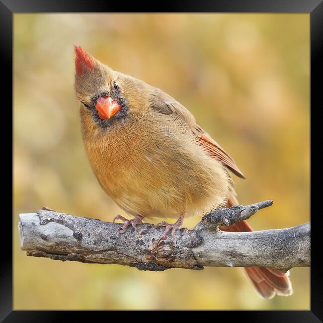 Female Cardinal is not impressed Framed Print by Jim Hughes