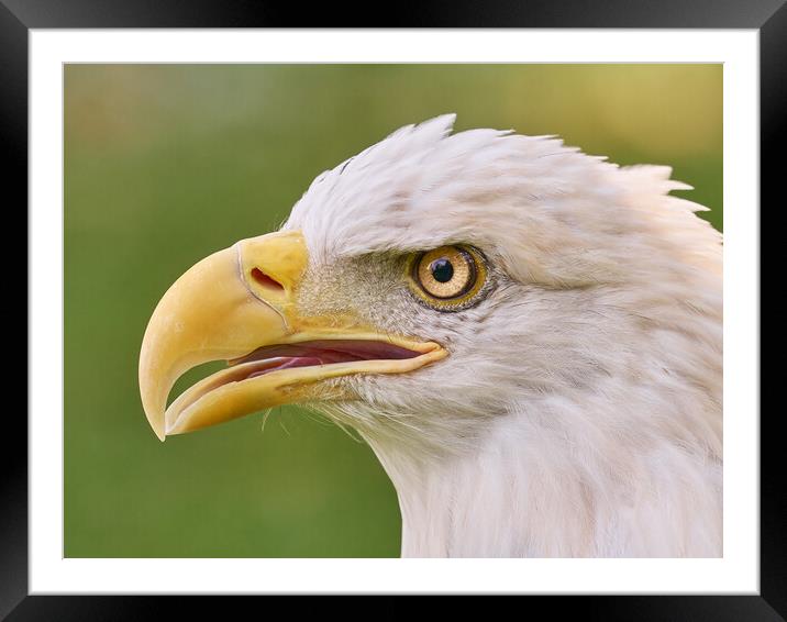 Eye of the Eagle Framed Mounted Print by Jim Hughes