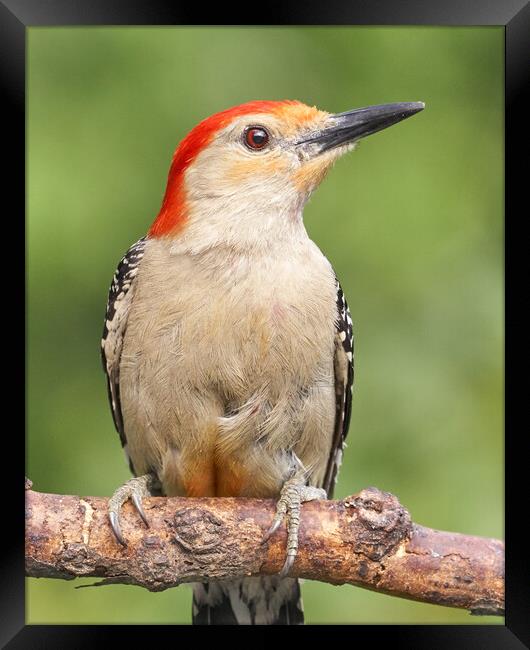Red Bellied woodpecker, just resting... Framed Print by Jim Hughes