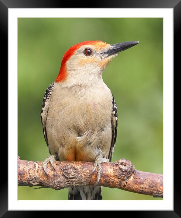 Red Bellied woodpecker, just resting... Framed Mounted Print by Jim Hughes