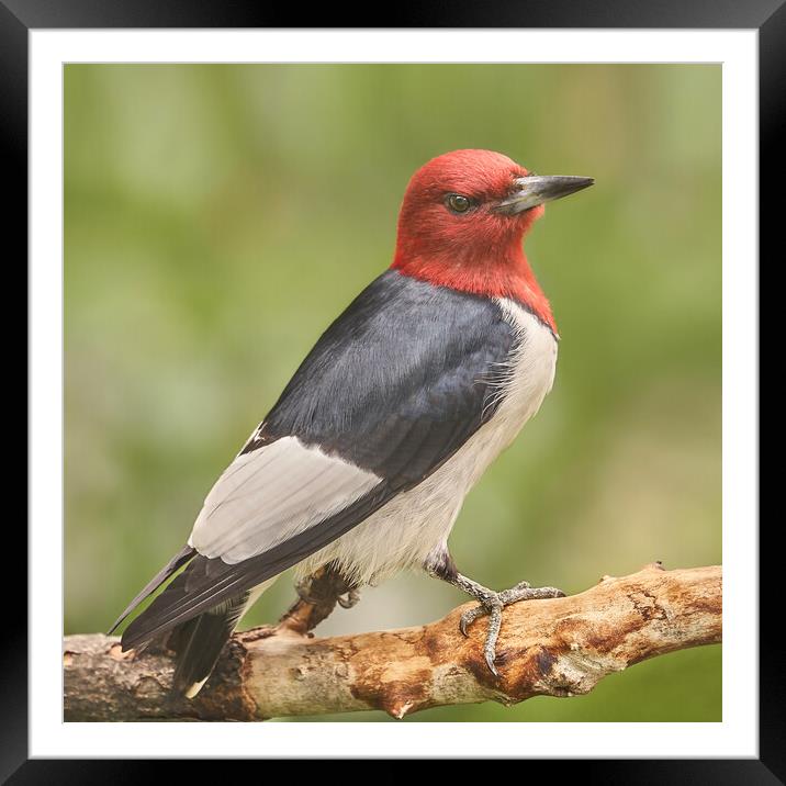 Red-Headed Woodpecker Looks At A Photographer Framed Mounted Print by Jim Hughes