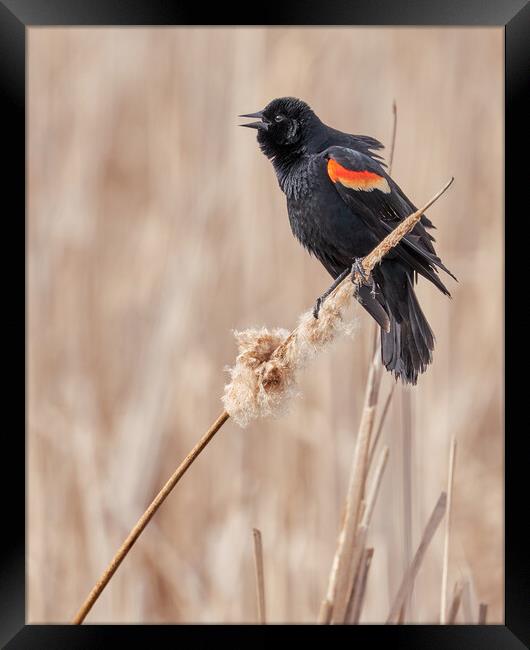 Red-winged blackbird in a Minnesota marsh Framed Print by Jim Hughes