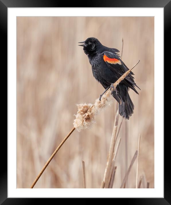Red-winged blackbird in a Minnesota marsh Framed Mounted Print by Jim Hughes