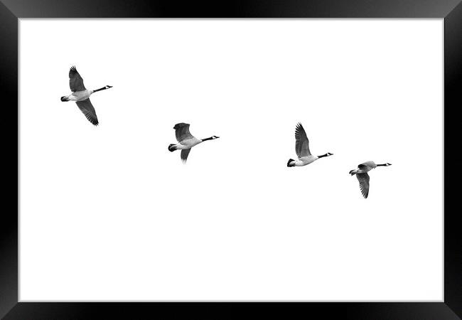 Geese In Flight Framed Print by Jim Hughes