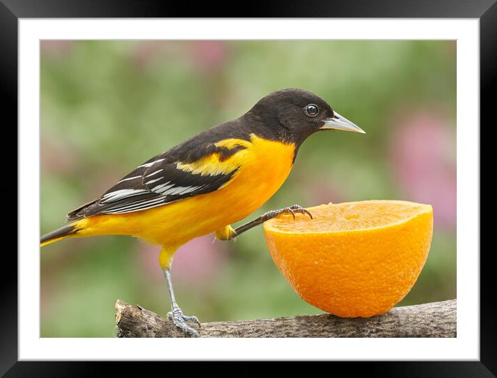 Male Baltimore Oriole investigating an orange Framed Mounted Print by Jim Hughes