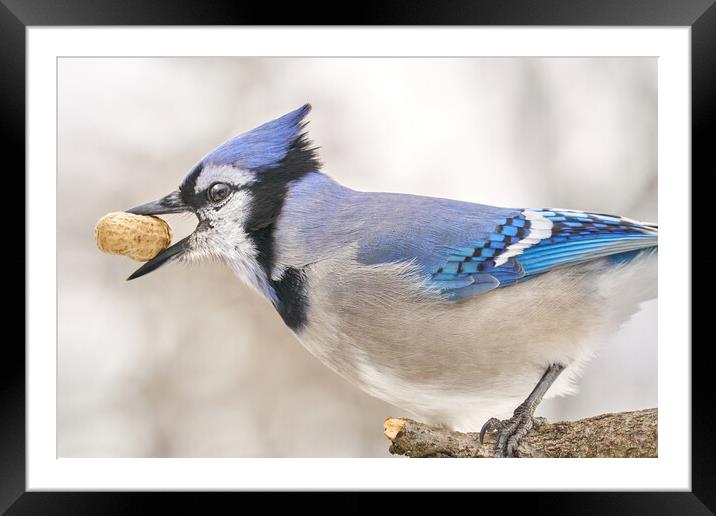Blue Jay with peanut, in January Framed Mounted Print by Jim Hughes