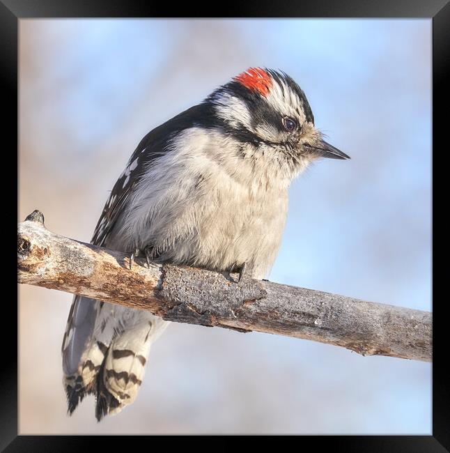 Downy Woodpecker on a cold day in Minnesota Framed Print by Jim Hughes