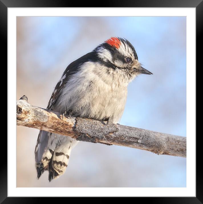 Downy Woodpecker on a cold day in Minnesota Framed Mounted Print by Jim Hughes