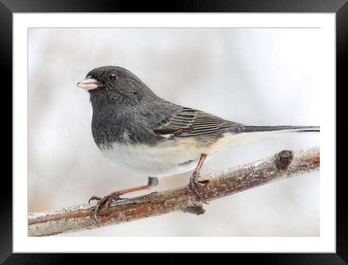 Dark-eyed Junco in Minnesota Framed Mounted Print by Jim Hughes