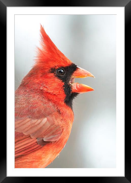 Male Cardinal in profile Framed Mounted Print by Jim Hughes