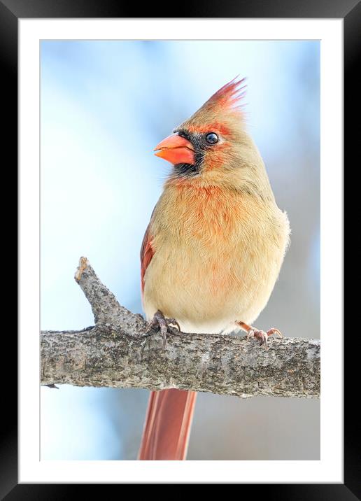 Female Cardinal on a winter morning Framed Mounted Print by Jim Hughes