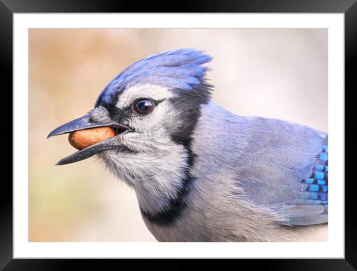 Blue Jay with peanut Framed Mounted Print by Jim Hughes