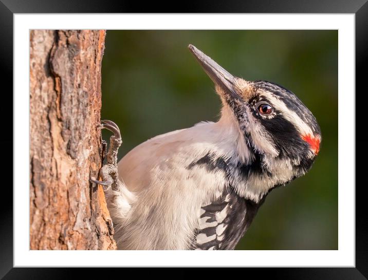 Male Hairy Woodpecker in Minnesota Framed Mounted Print by Jim Hughes