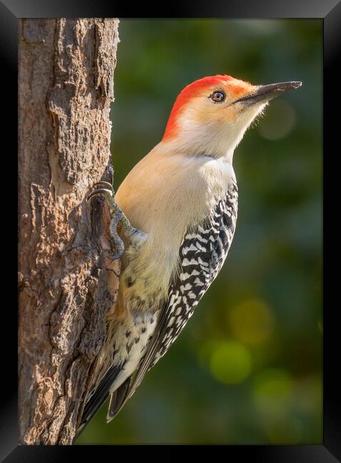 Red Bellied woodpecker Framed Print by Jim Hughes