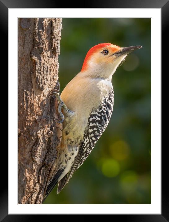 Red Bellied woodpecker Framed Mounted Print by Jim Hughes