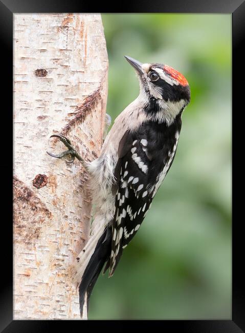 Male Downy Woodpecker Framed Print by Jim Hughes