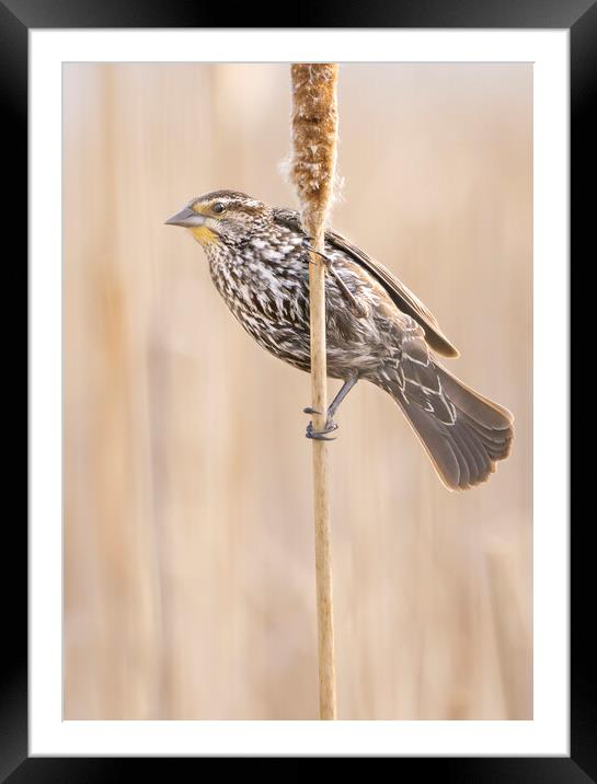 Female  Red-winged Blackbird Framed Mounted Print by Jim Hughes