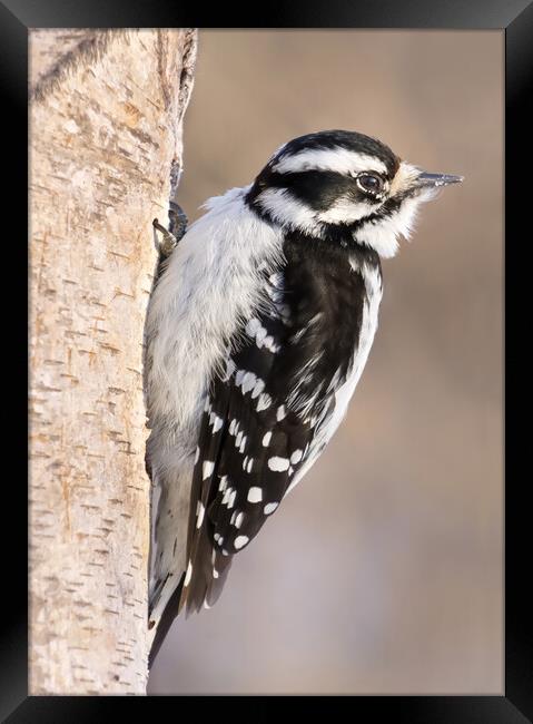 Downy Woodpecker Framed Print by Jim Hughes