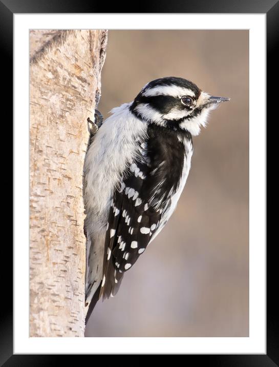 Downy Woodpecker Framed Mounted Print by Jim Hughes