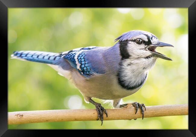 North American Blue Jay sounding off. Framed Print by Jim Hughes