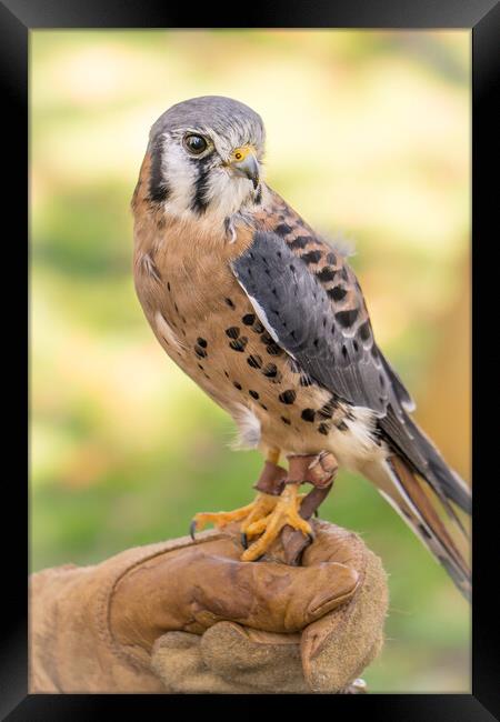 American Kestrel Framed Print by Jim Hughes