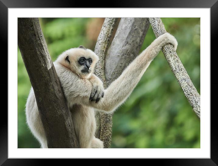 White-cheeked Gibbon Framed Mounted Print by Jim Hughes