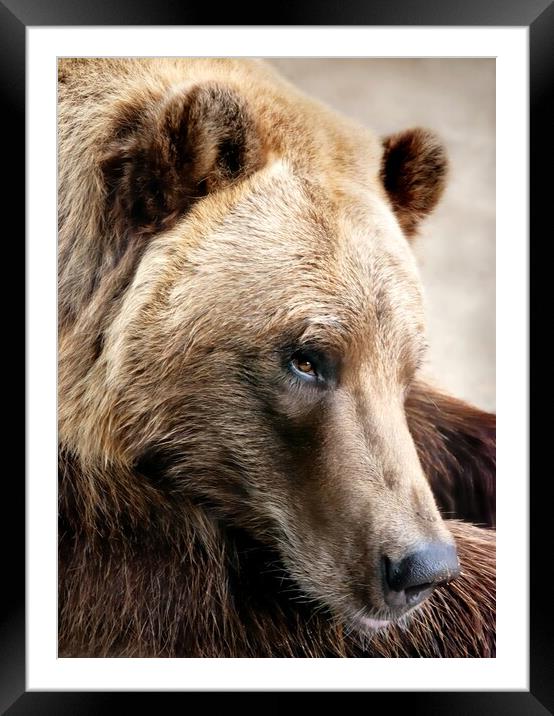 Alaskan Brown (grizzly) bear Framed Mounted Print by Jim Hughes