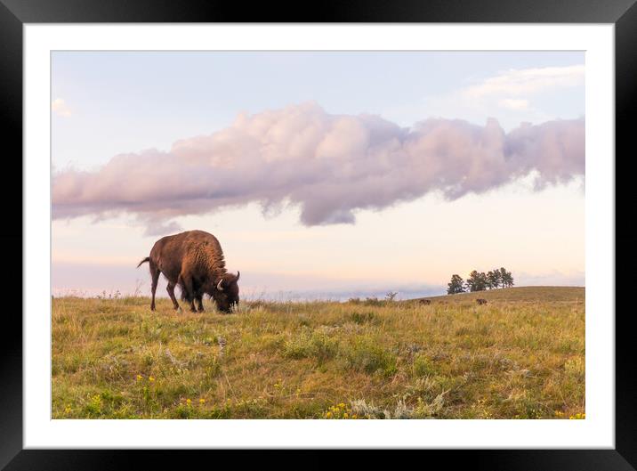 Lone Bison in Black Hills, South Dakota Framed Mounted Print by Jim Hughes